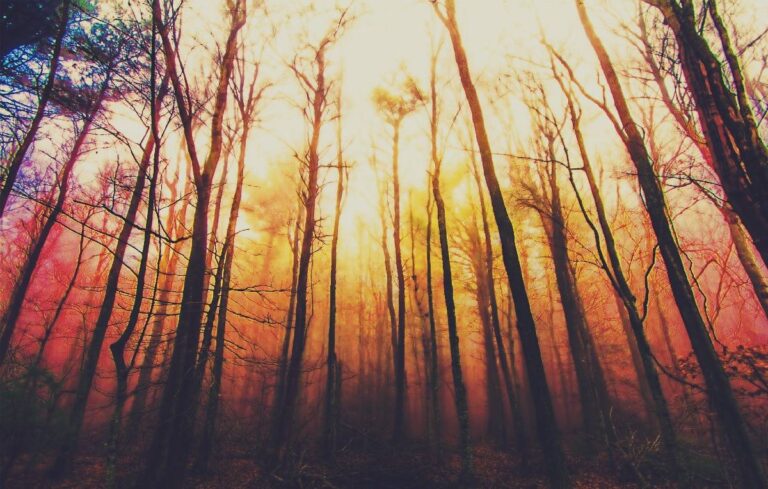 observation et imagination