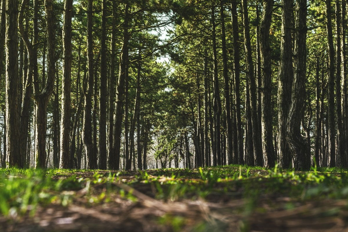 bain de forêt