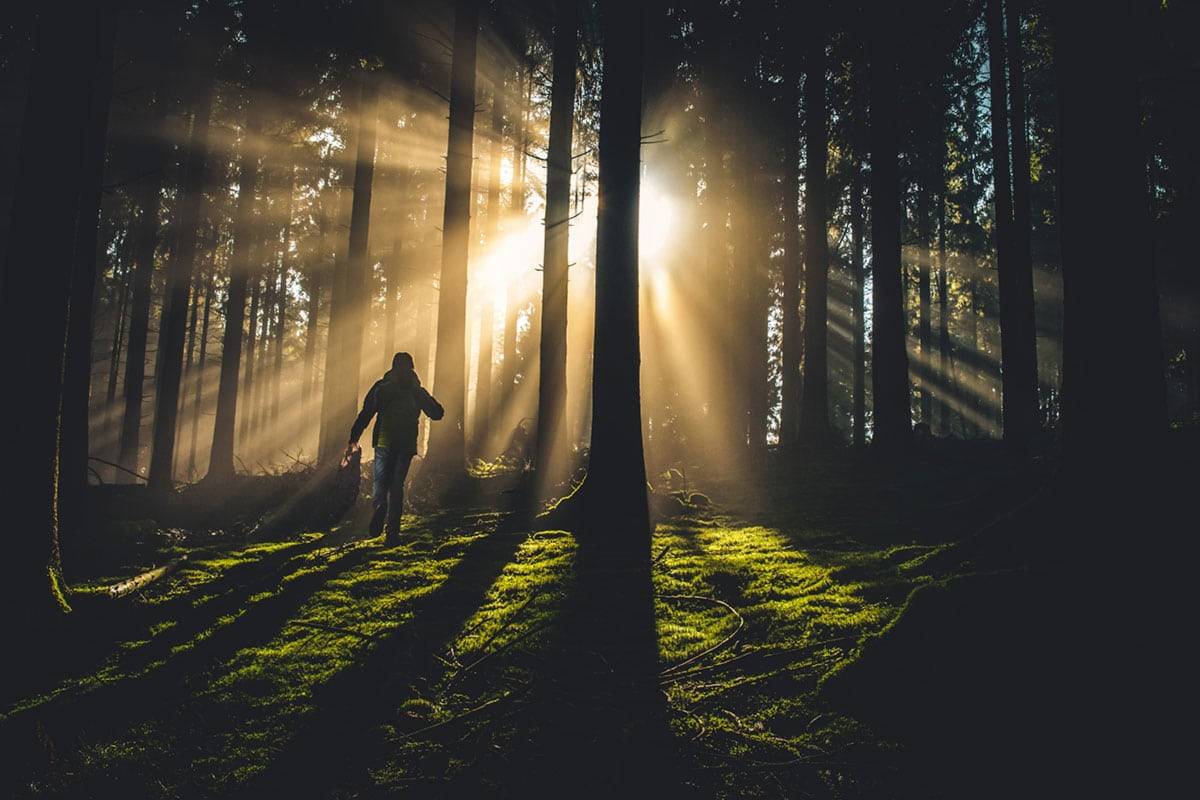 Bain de forêt
