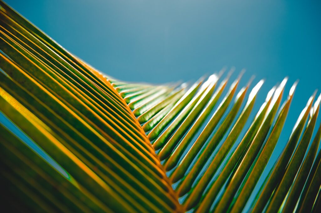 feuille nature inspiration écrire