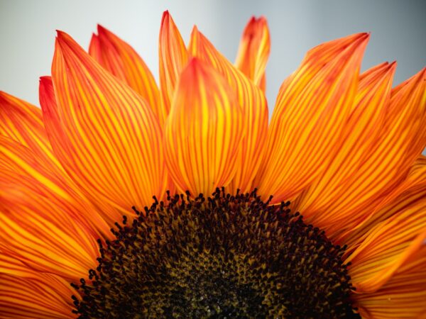 cultiver la gratitude